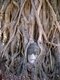 Thailand: Buddha head entwined by the roots of a bodhi tree, Wat Phra Mahathat, Ayutthaya Historical Park